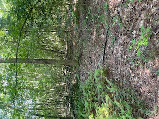 A dirt path lined with green trees