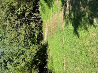 A grassy field featuring a dirt path leading into a wall of trees
