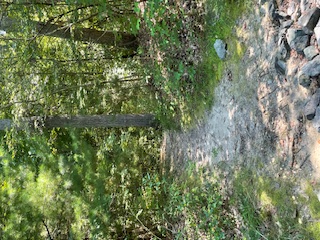 A dirt path lined with green trees