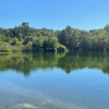 A view of Washington Lake with trees in the distance and the water clear enough to see the flora underneath