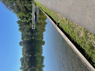 A view of Washington Lake with trees in the distance and the water clear enough to see the flora underneath