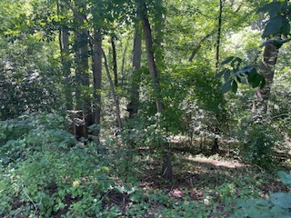 Trees, shrubs, and overgrowth beyond the boundaries of the trail
