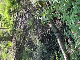 A fallen tree surrounded by shrubs on a carpet of brown leaves
