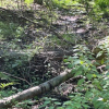 A fallen tree surrounded by shrubs on a carpet of brown leaves