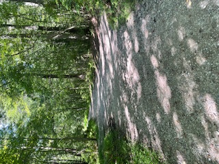 A dirt path lined with green trees