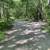 A dirt path lined with green trees
