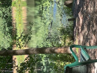 A green bench overlooking a lake