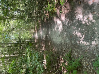 A dirt path lined with green trees