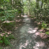 A dirt path lined with green trees